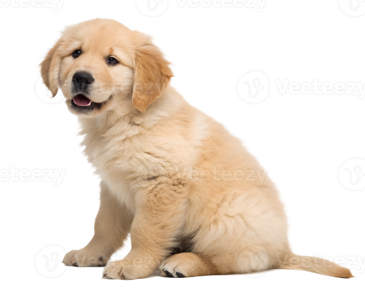A golden retriever puppy sitting, isolated on a transparent background png