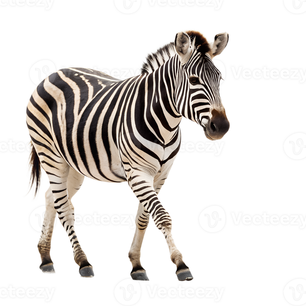 A Zebra Walking on a solid white empty space, towards the camera, isolated on a transparent background png