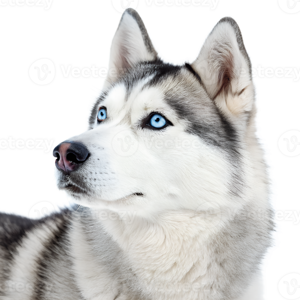 A husky with bright blue eyes, isolated on a transparent background png