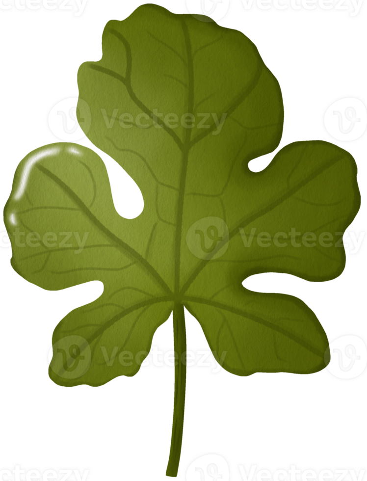 Green Leaf of Watermelon Plant Botanical Illustration png