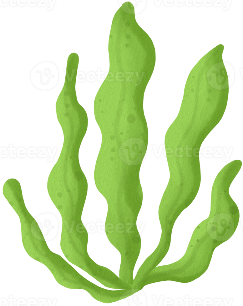 Cute Green Algae Clipart Green Algae Illustration Unique Algae png