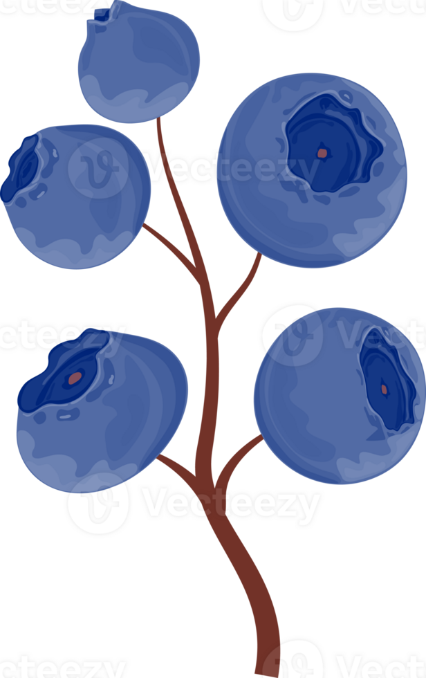 Dark blue blueberries on a brown branch with a simple structure. Isolated on transparent background. png