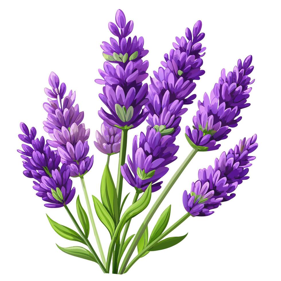 A charming cluster of lavender sprigs with lush purple blossoms and fresh green foliage perfect for any decorative purpose vector