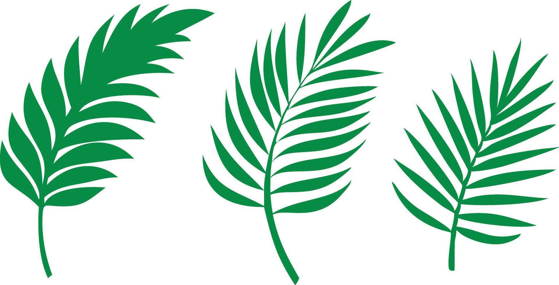 Green Tropical Palm Leaves Isolated on White Background, Botanical Set vector
