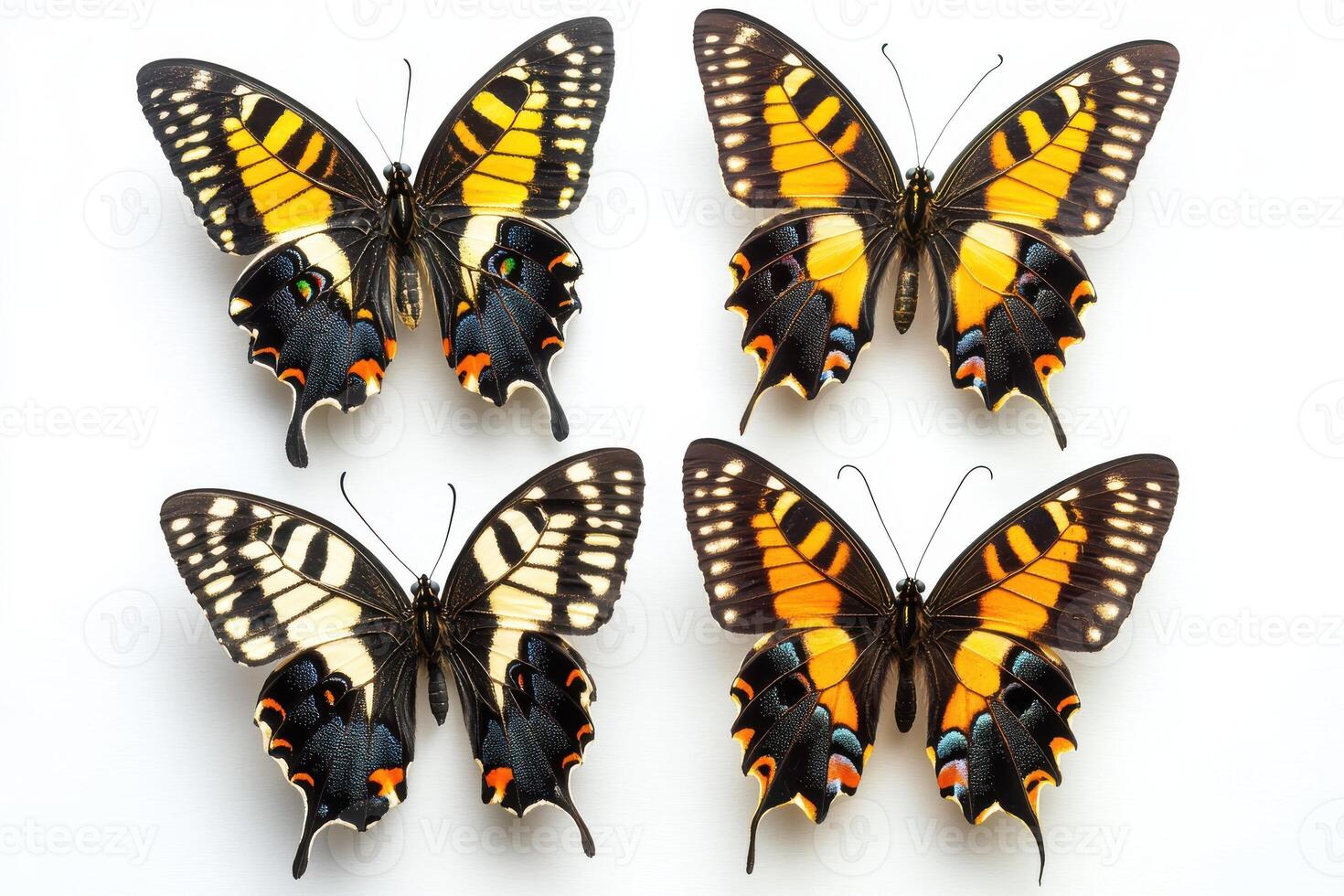 set of butterflies on white background photo