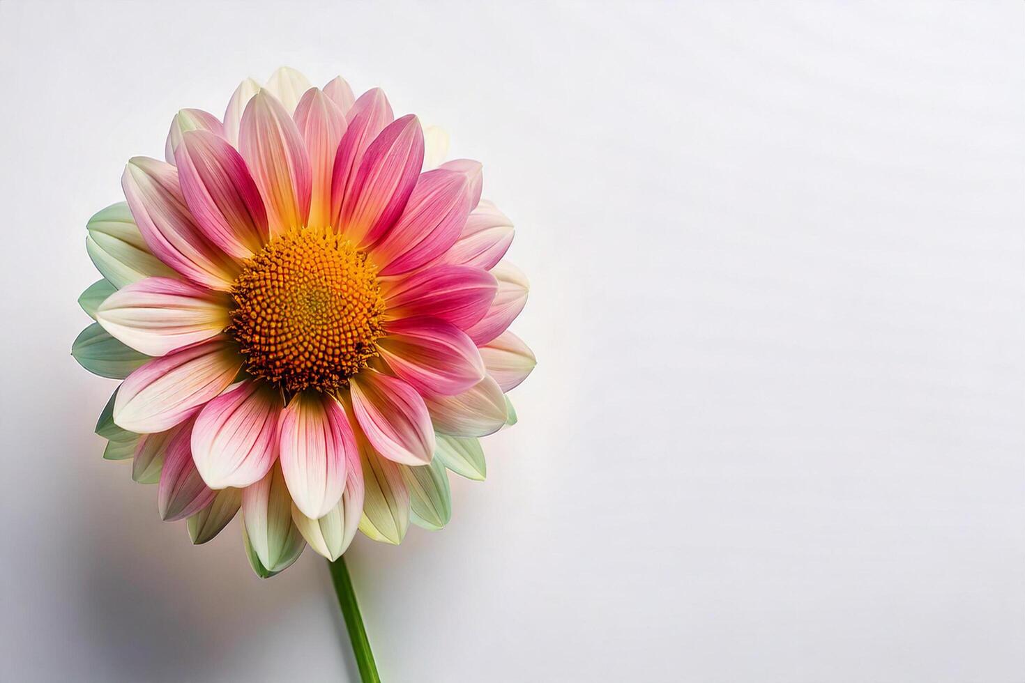 A single pink and yellow flower on a white background photo