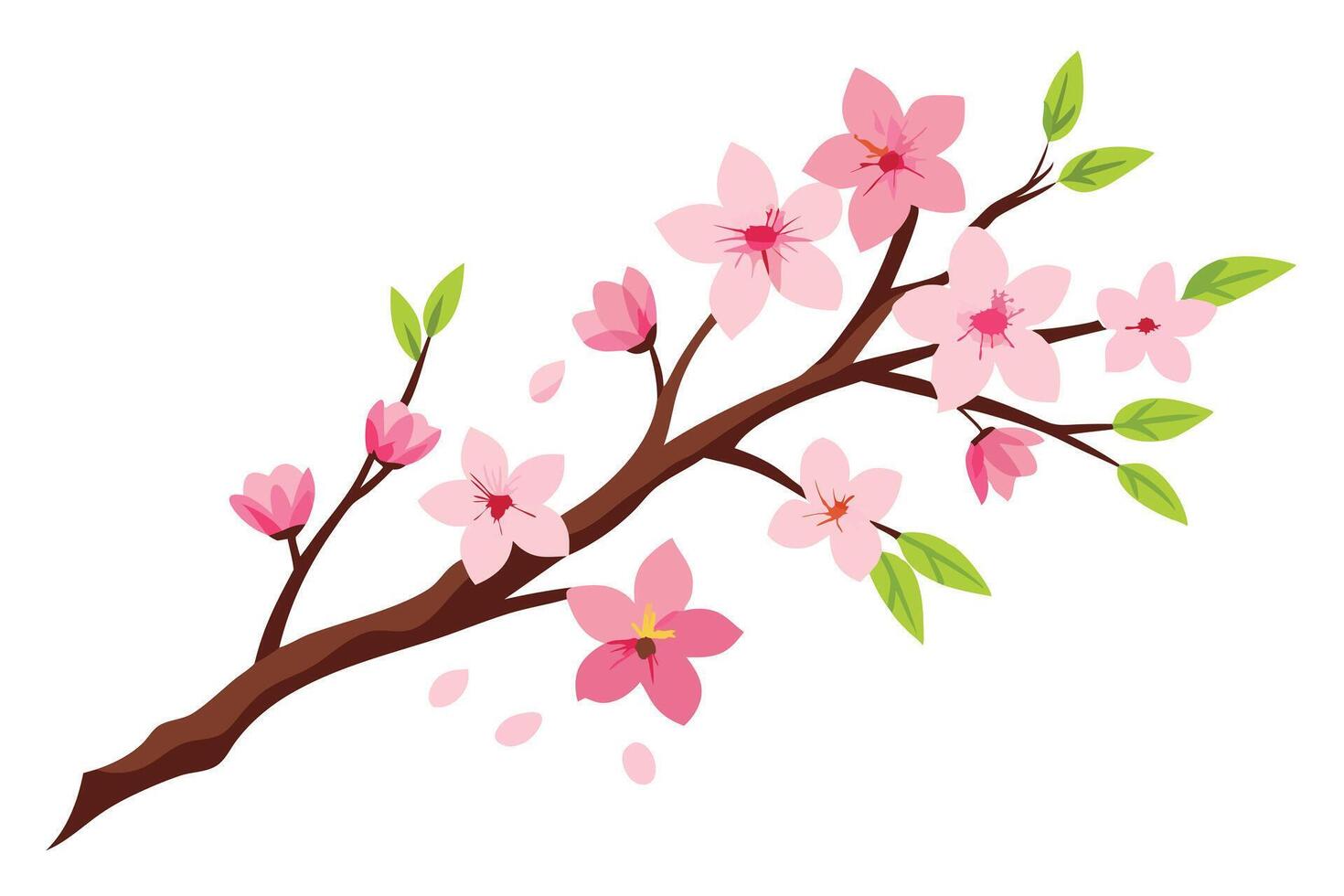 Detailed Cherry Branch with Pink Blossoms and Green Leaves on White vector