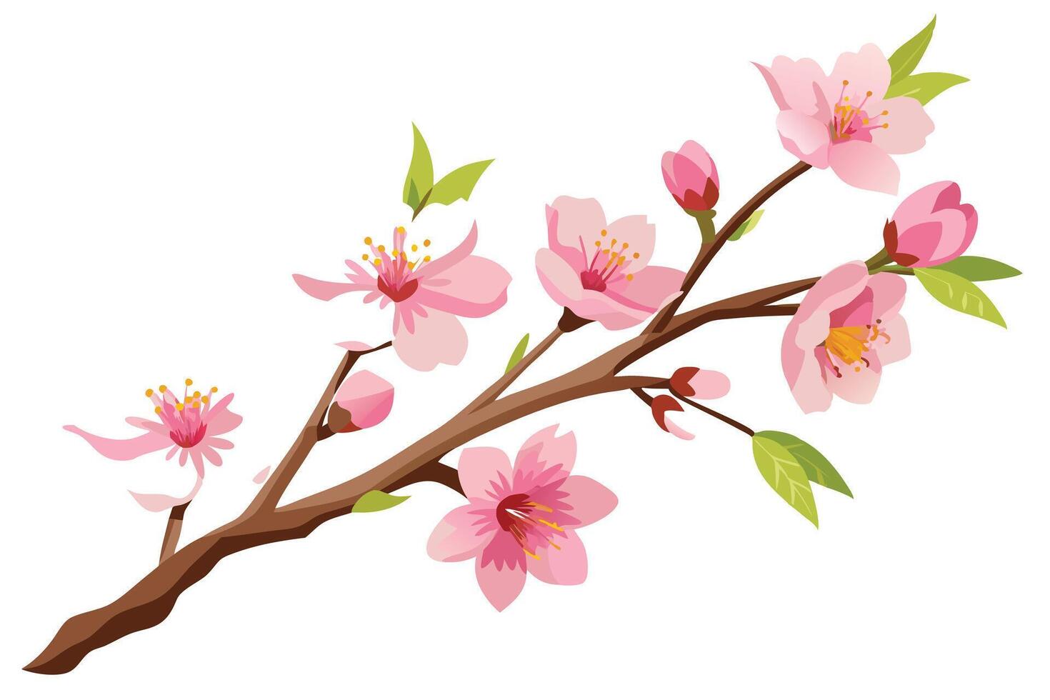 Blooming Cherry Blossom Branch on White Background with Pink Flowers and Buds vector