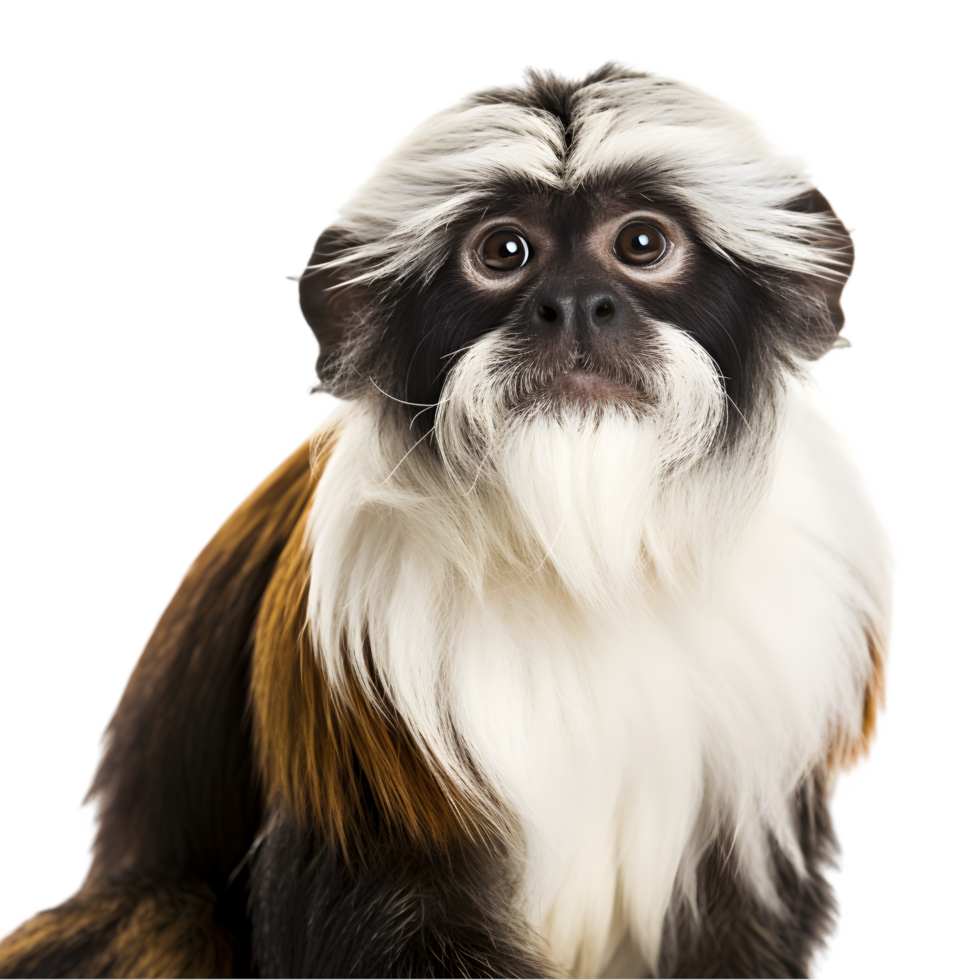 Tamarin monkey with a flowing white mustache jungle habitat wildlife photography natural environment close-up perspective unique features png