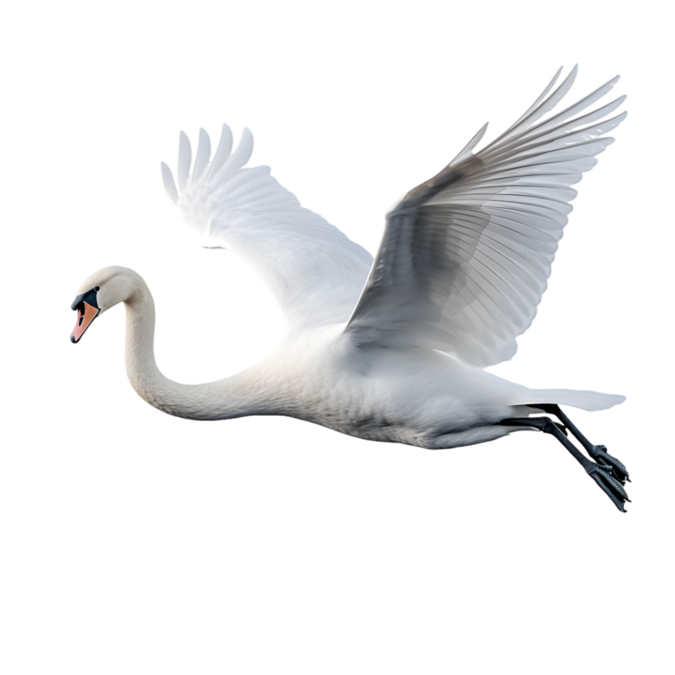 Swan gliding gracefully over serene waters nature scene close-up view tranquil environment elegant movement png