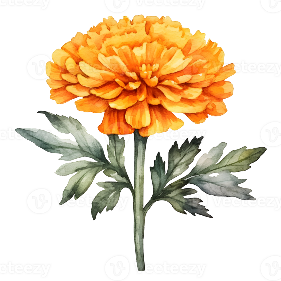 Yellow Marigold Flower Watercolor Illustration On Transparent Background png