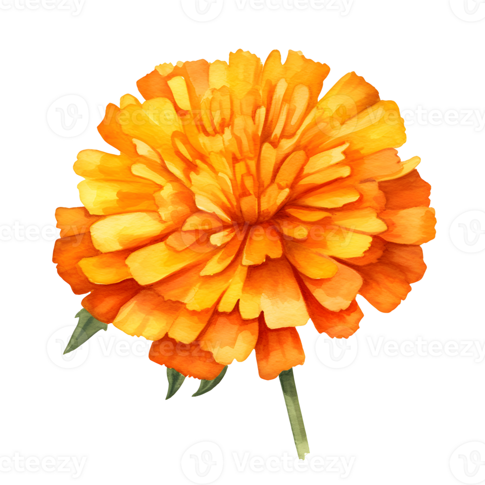 Orange Marigold Side View Watercolor Illustration On Transparent Background png