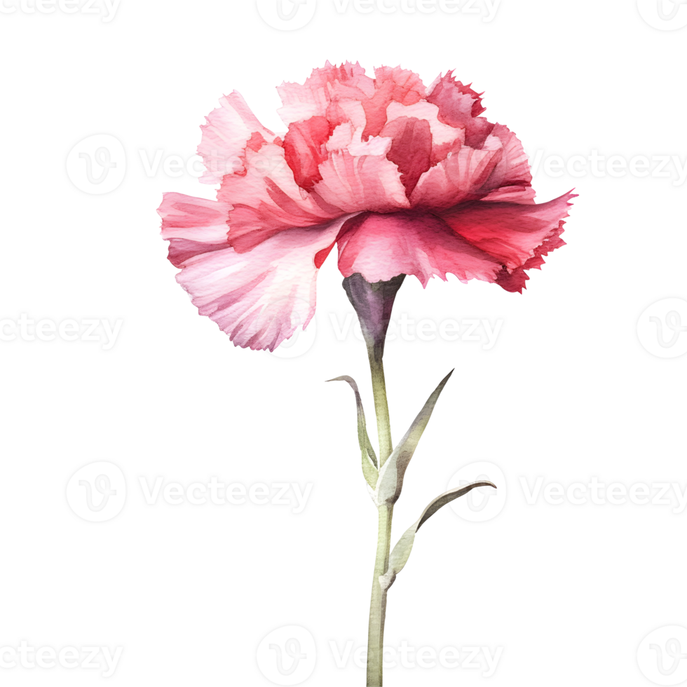 Red Carnation Watercolor Illustration On Transparent Background png