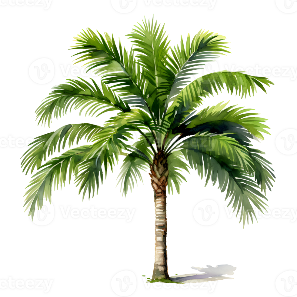 Realistic Palm Tree Watercolor Illustration On Transparent Background png