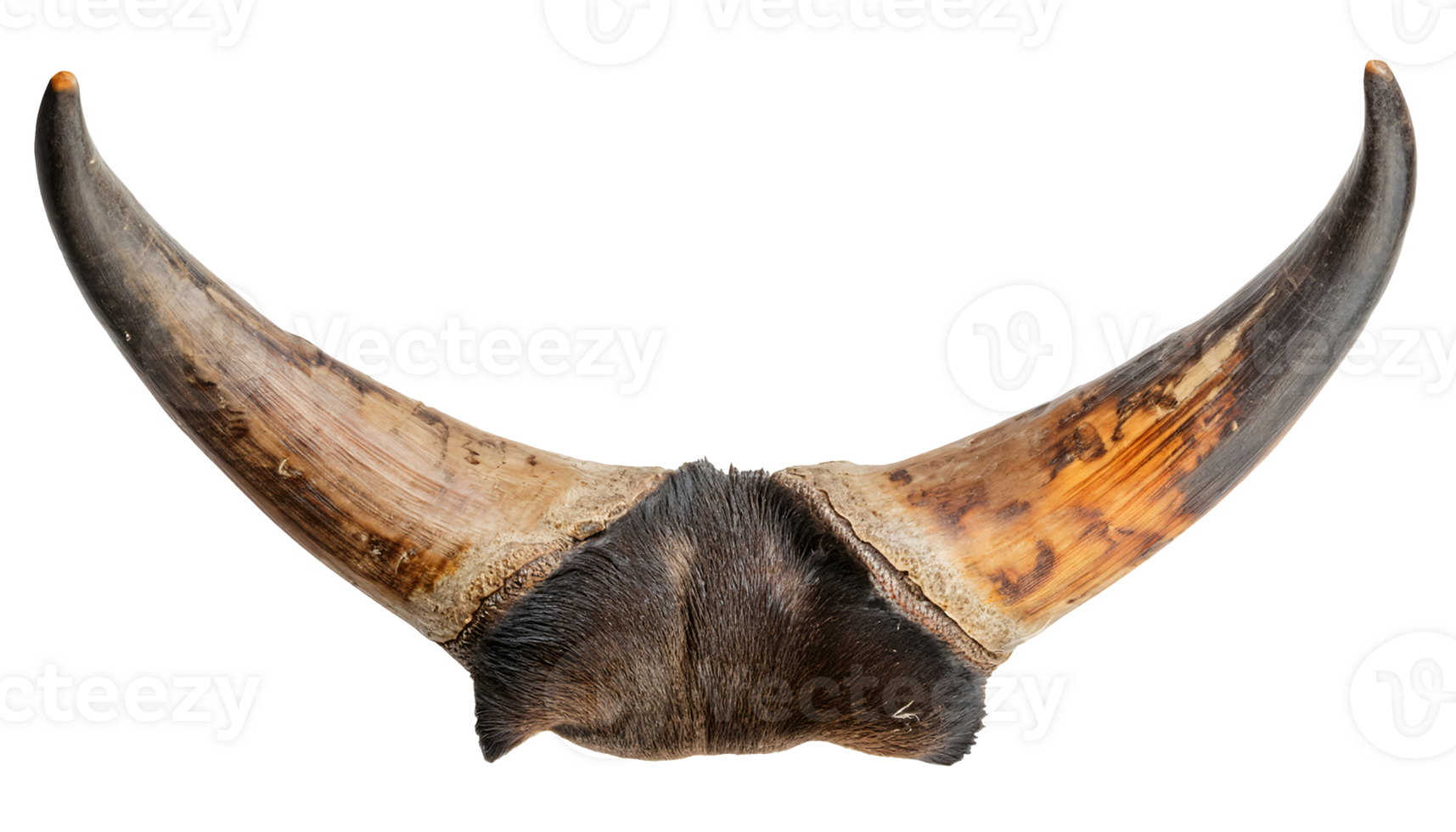 realistic gaur horn pair with dark fur base close-up full view showing natural rough brown black texture on isolated background for wild animal anatomy and primitive tribal design concept png