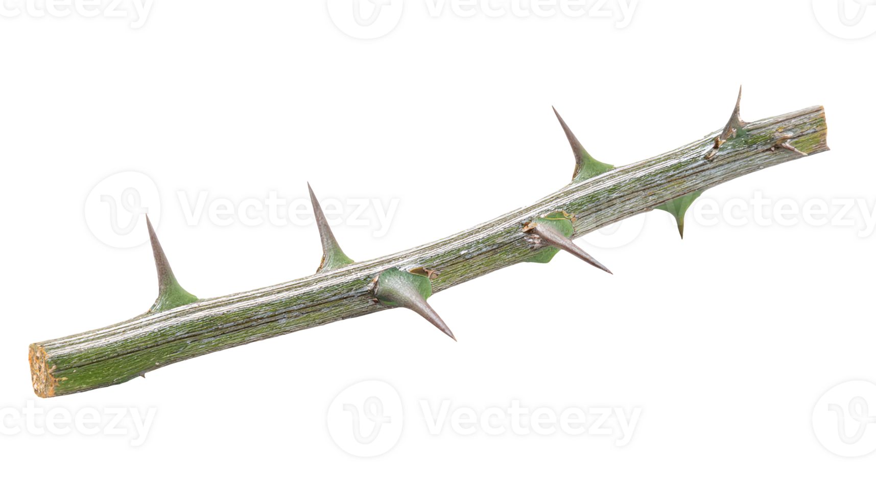realistic thorny plant branch with sharp natural thorns in close-up detail on isolated background for botanical and nature design png