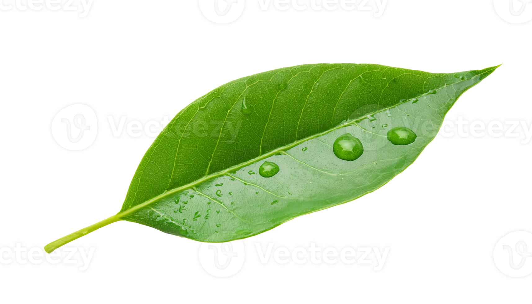 close-up of fresh green leaf with clear water droplets and visible vein texture on isolated background png