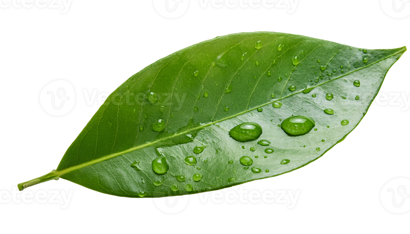 macro shot of fresh green leaf with water droplets scattered across surface on isolated background png