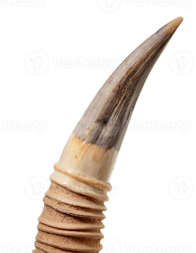 sharp pointed oryx horn with dark brown tip and detailed ringed base, realistic wild antelope horn on isolated background png