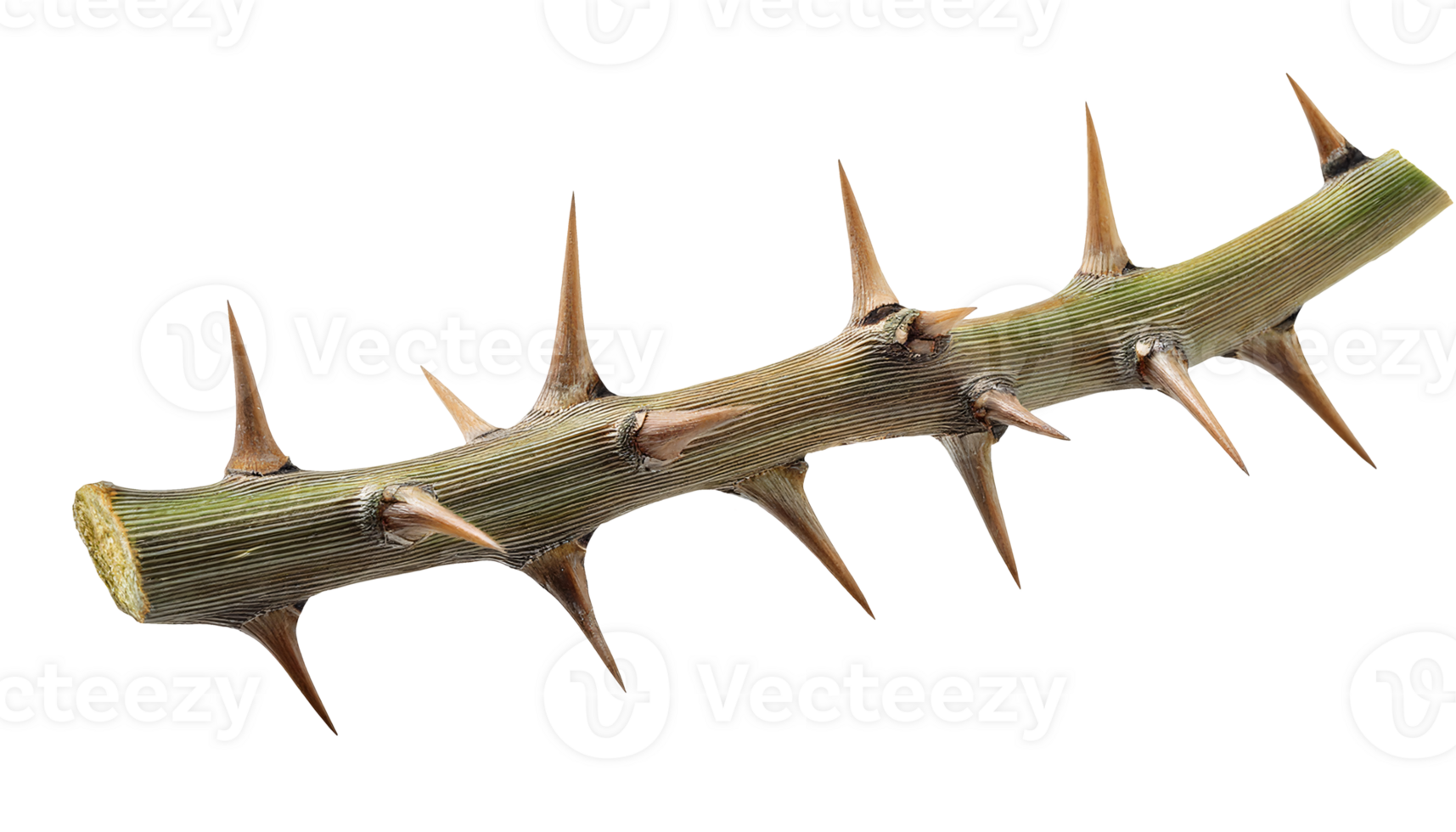 macro close-up of thorny branch with sharp natural thorns on isolated background for botanical and danger concept png