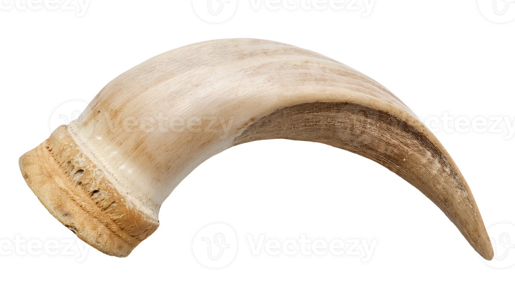light beige single goat horn with smooth curved surface and anatomical bone base, realistic wild animal horn on isolated background png