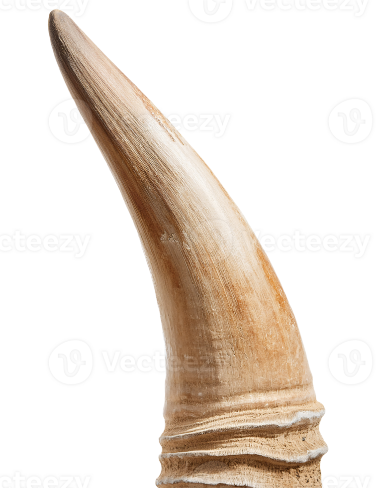 single oryx horn with smooth pointed shape and distinctive ringed base texture, realistic wild antelope horn on isolated background png
