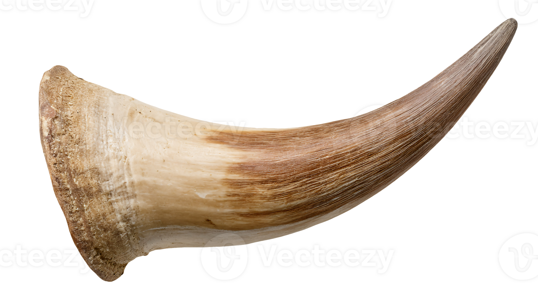 close-up of single curved cow horn with natural texture and detail on isolated background for wildlife and rustic concept png