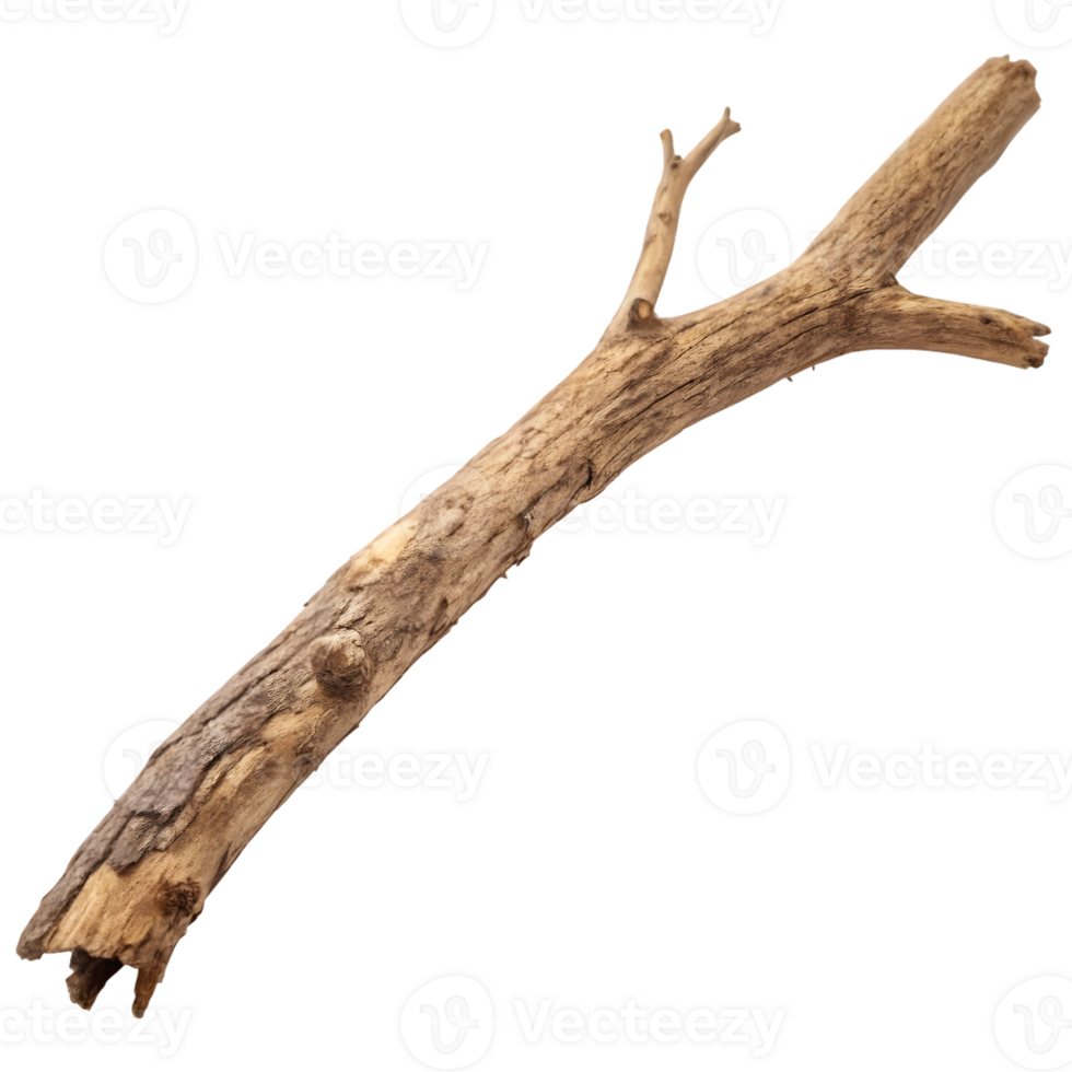 Dry Twig with Bark Texture on Transparent Background png