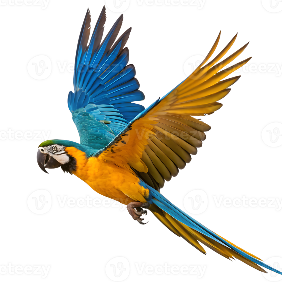 Blue and Yellow Macaw in Flight on Transparent Background png