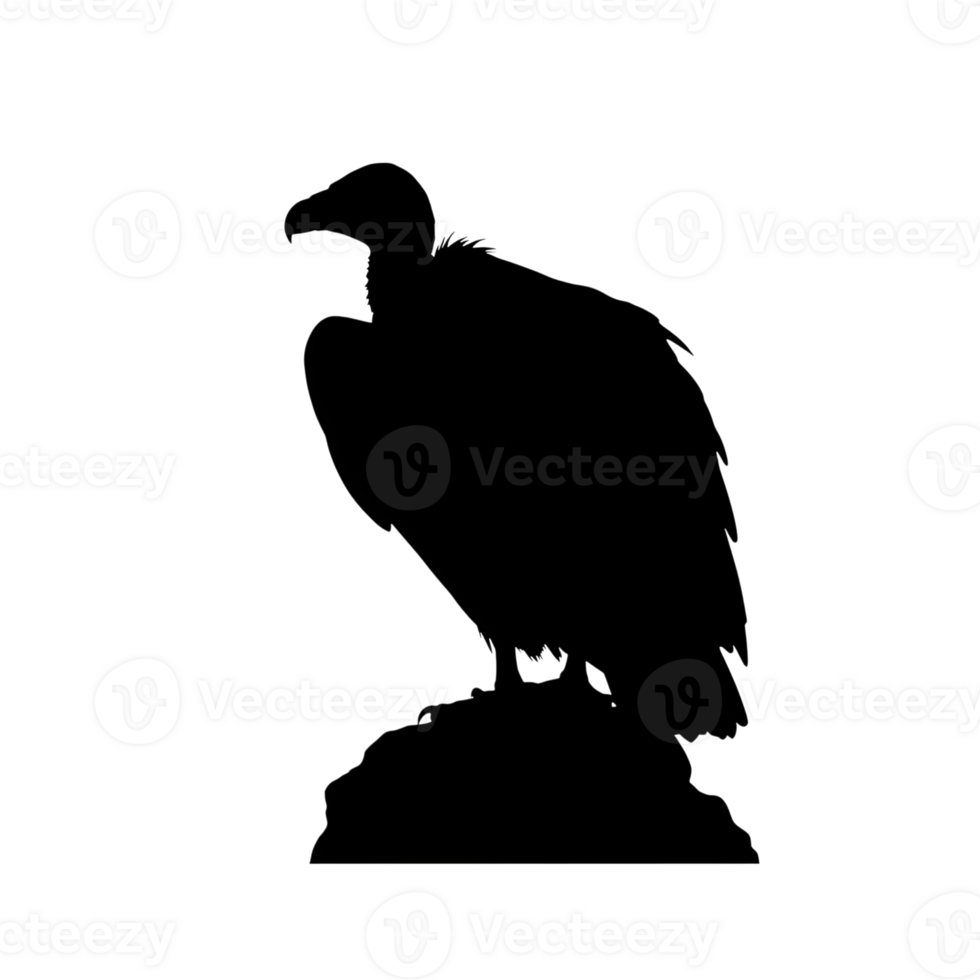 Silhouette of a Vulture Perched on a Rock png