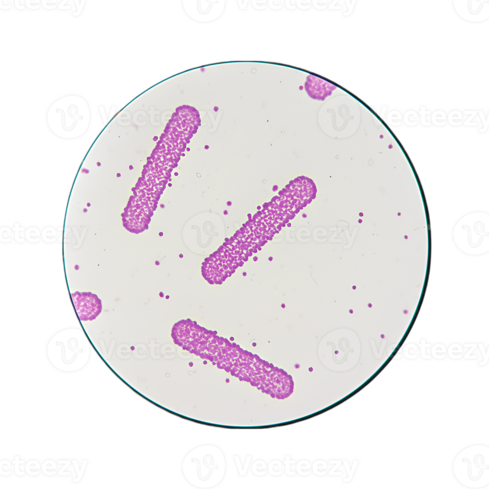 Microscopic View of Bacillus Bacteria under Microscope png
