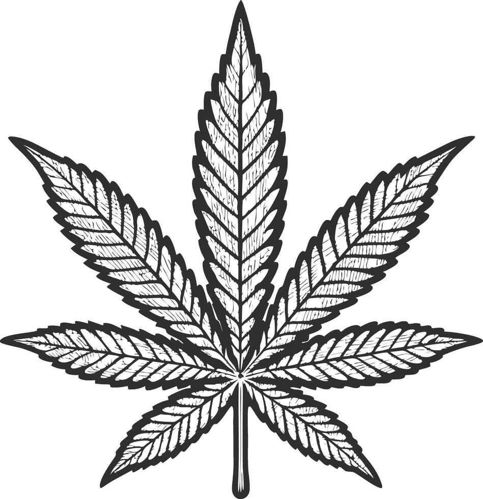 Detailed Sketch of a Cannabis Leaf Marijuana Plant Illustration Hemp Botanical Drawing vector
