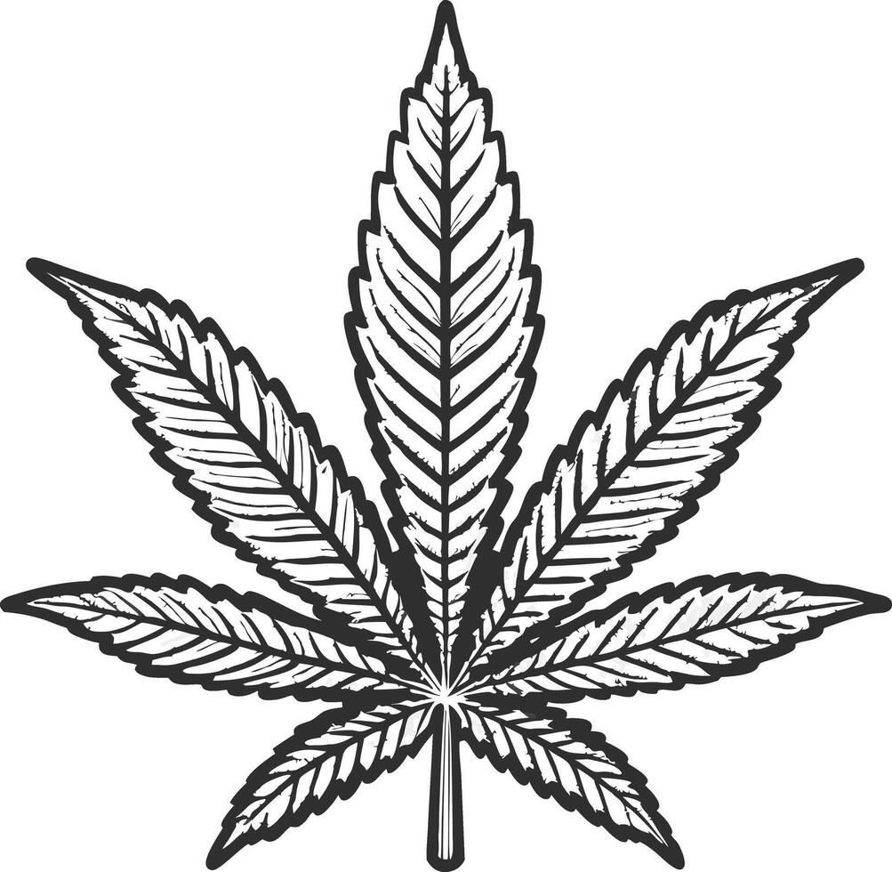 Detailed Sketch of a Cannabis Leaf Marijuana Plant Illustration Botanical Drawing vector