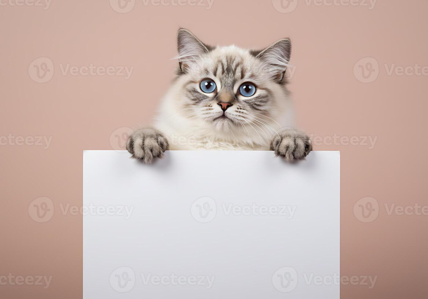 A cat peeking out from behind a blank sign photo