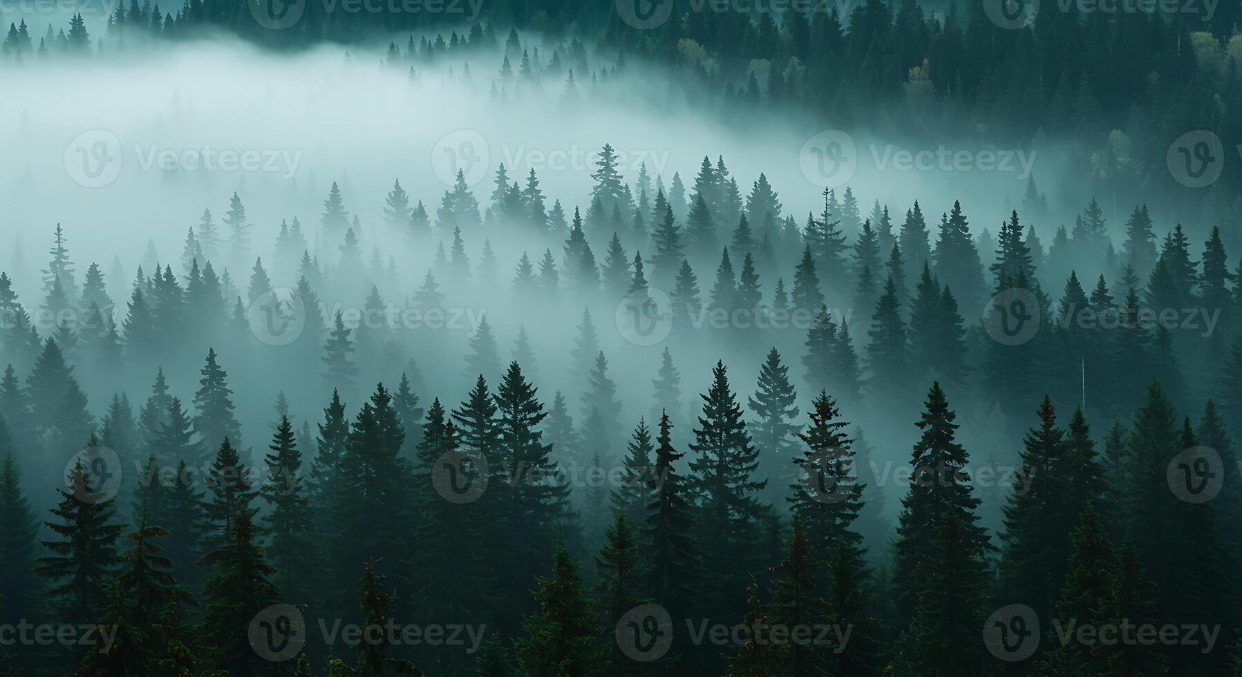 Foggy forest with trees and fog photo