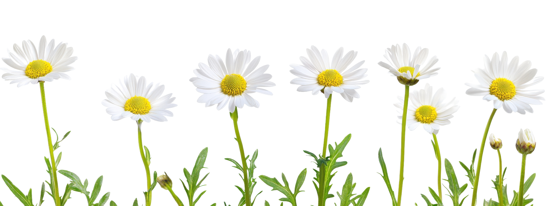 Daisies are growing in the grass and are white png