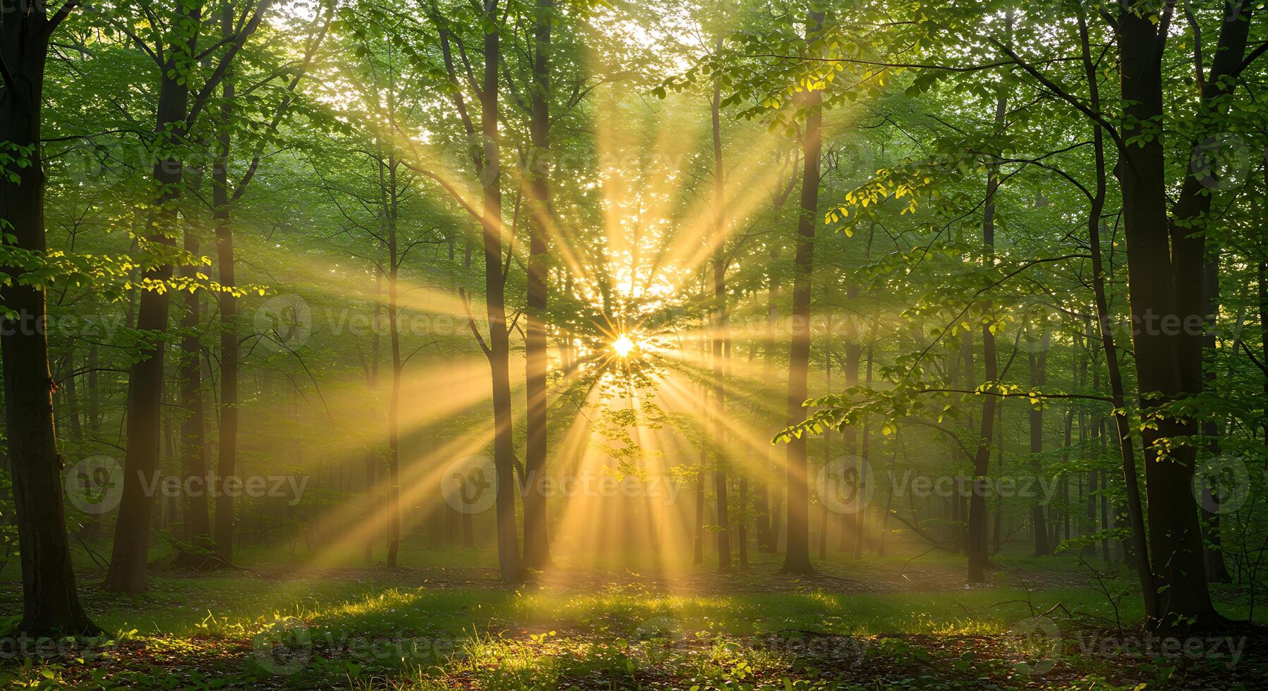 Sunlit Forest Golden Rays Illuminate Lush Green Canopy photo
