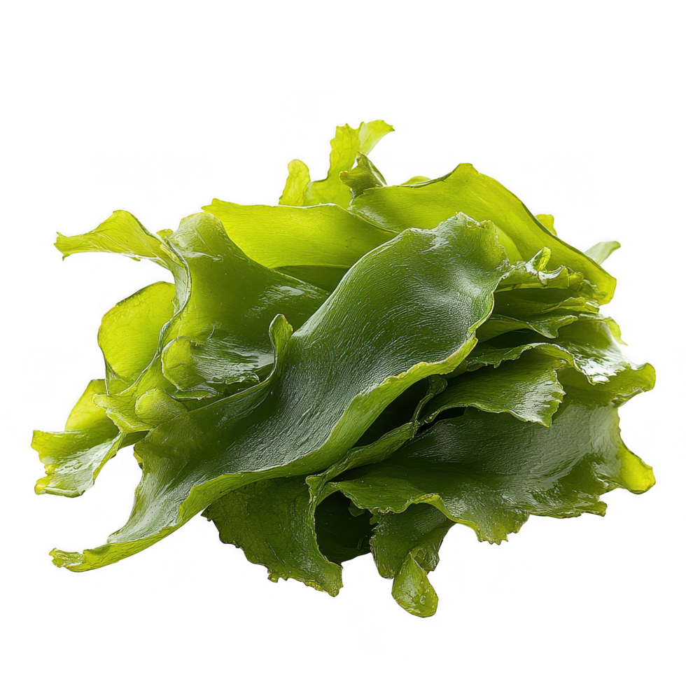 Fresh sea lettuce, bright green, thin, and ruffled seaweed, showcases its vibrant color and unique texture. This edible algae is often found in coastal waters and is popular in various cuisines png