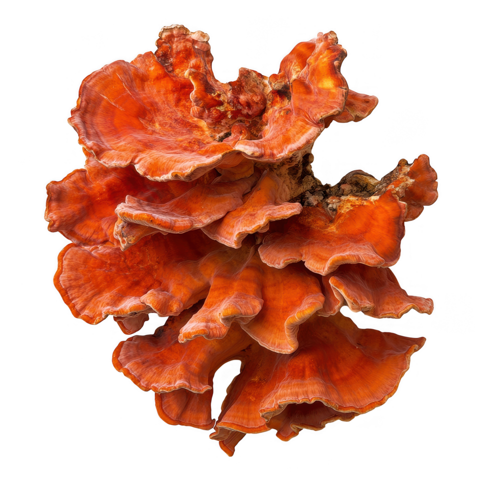 Vibrant reddish orange lobster mushroom with thick conical structure, showcasing intricate textures and layers. stunning example of nature beauty png