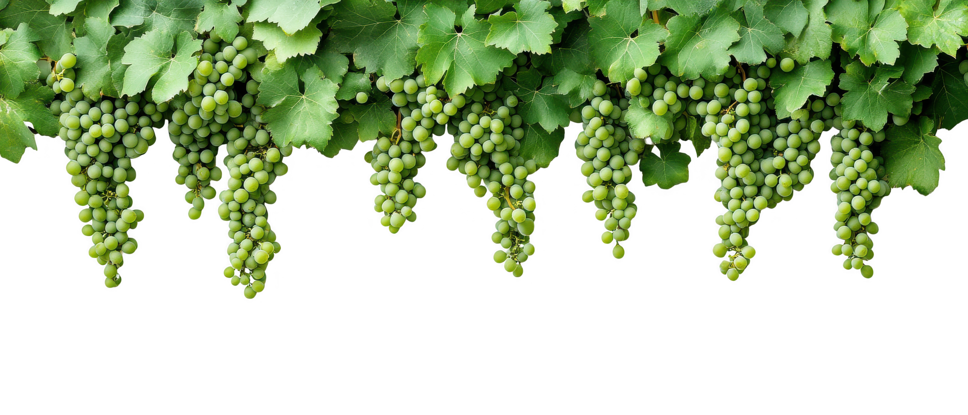 Fresh green grapes hanging from vine, surrounded by lush green leaves, create vibrant and inviting scene. cascading clusters evoke sense of abundance and nature beauty png