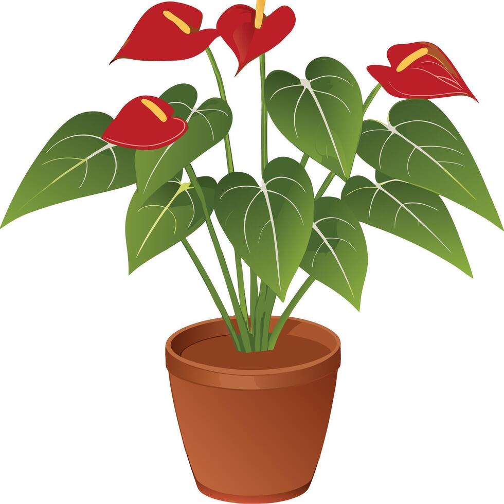 Vibrant Red Anthurium Plant in a Terracotta Pot a Beautiful Houseplant vector