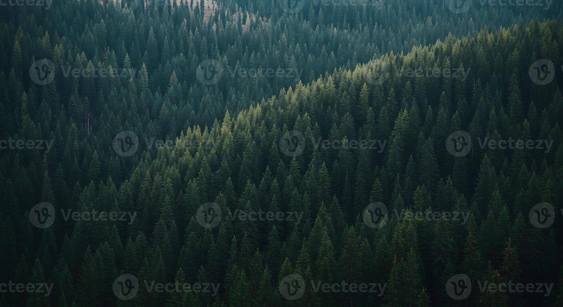 Serene Evergreen Forest A Moody Landscape of Dense Coniferous Trees photo