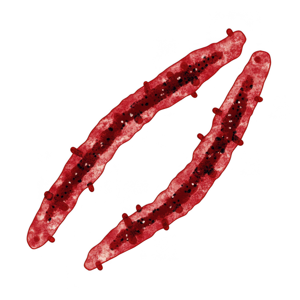 Rod shaped bacteria with bipolar staining, showcasing vivid red color. These microorganisms are often associated with various diseases, highlighting their significance in microbiology png