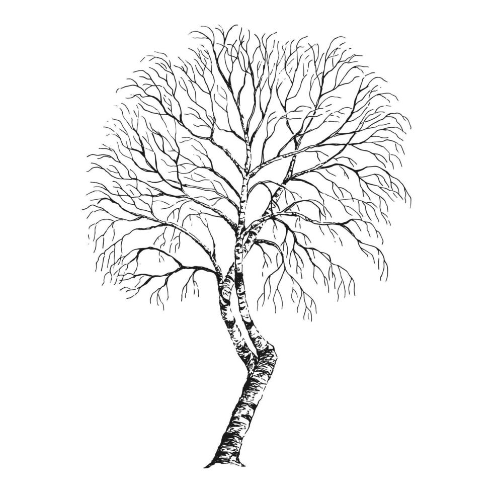 Winter dry tree. Birch. Hand drawn illustration. vector