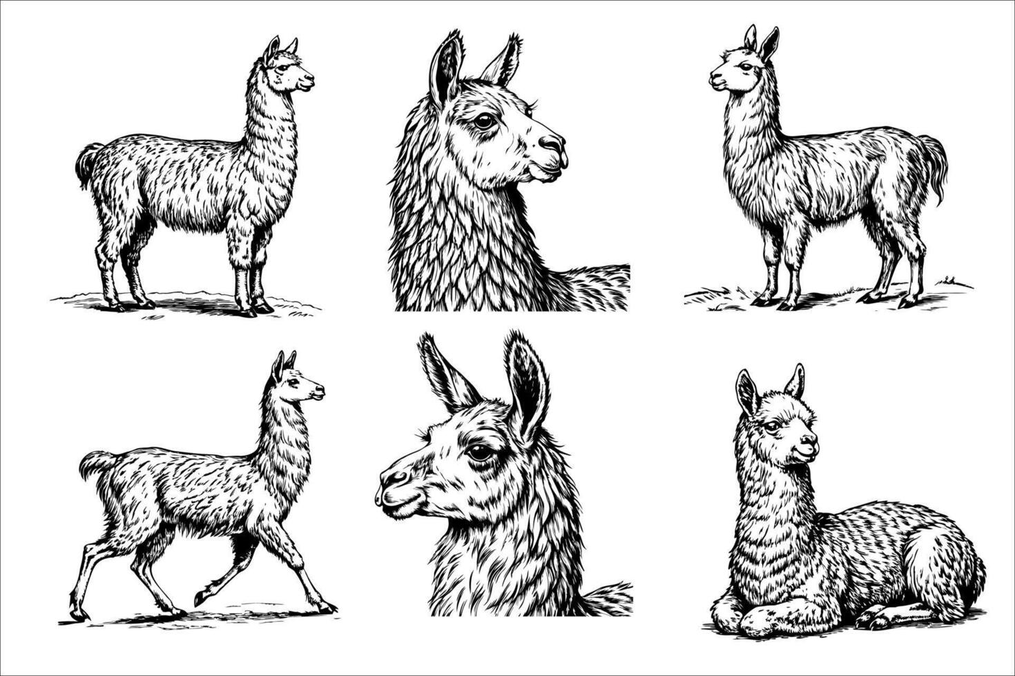 The image is a series of black and white drawings of llamas vector