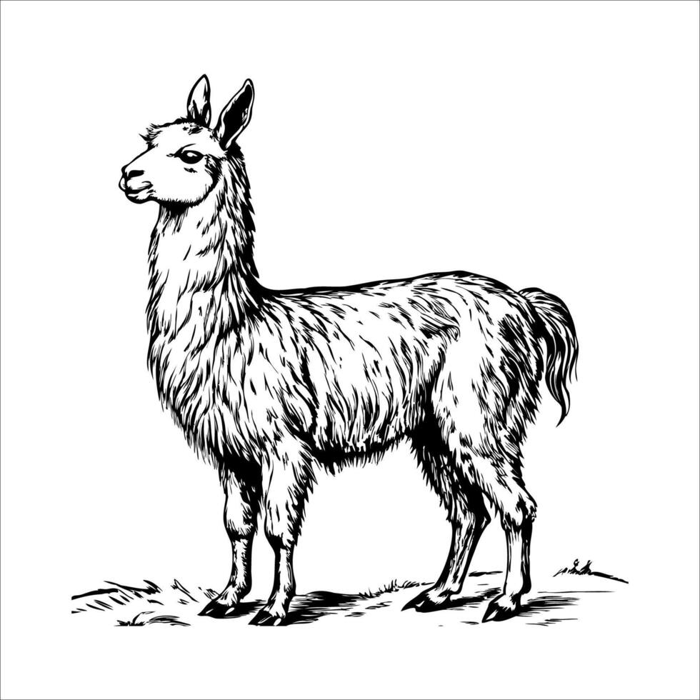 A black and white drawing of a llama standing in a field vector
