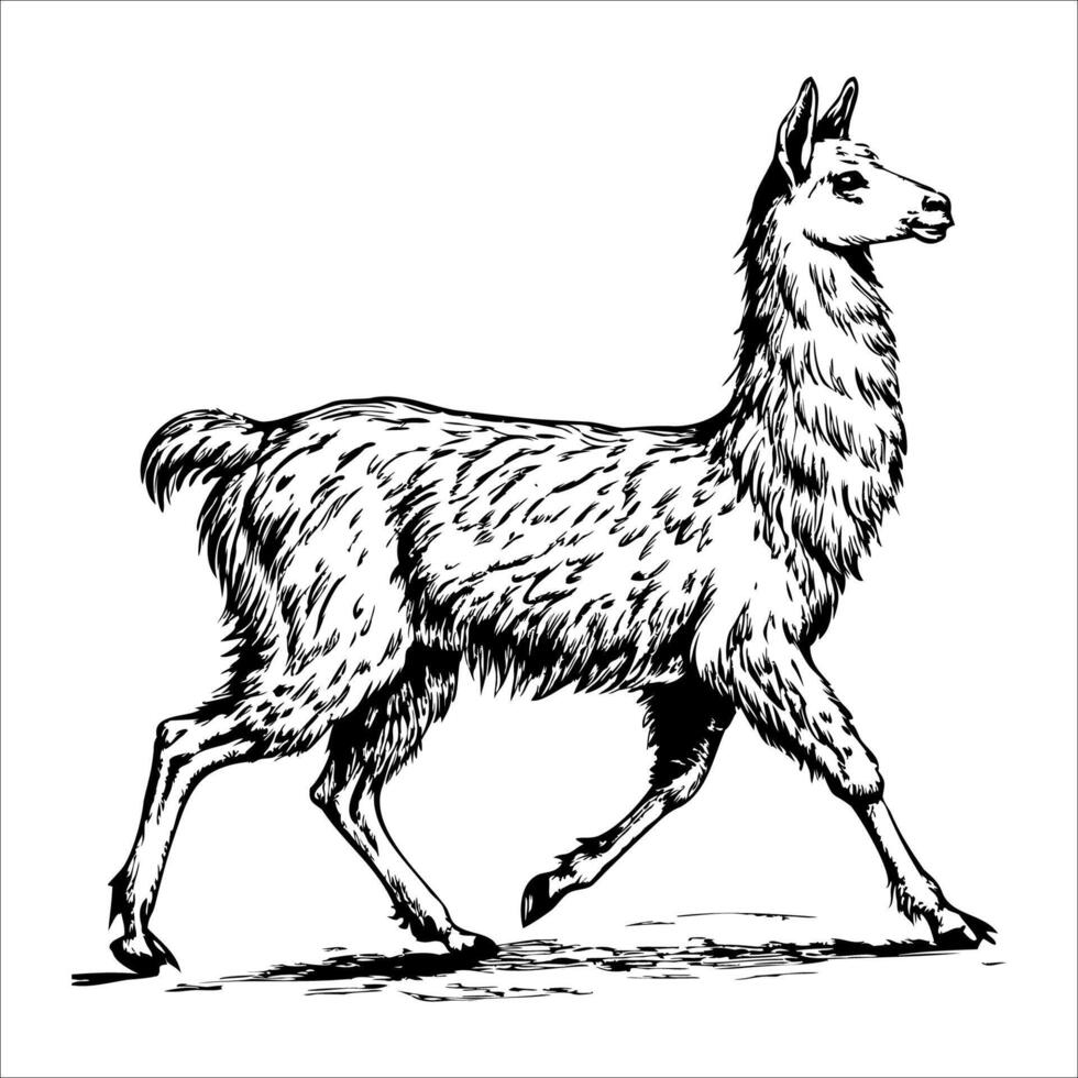 A large, shaggy llama is walking across a white background vector