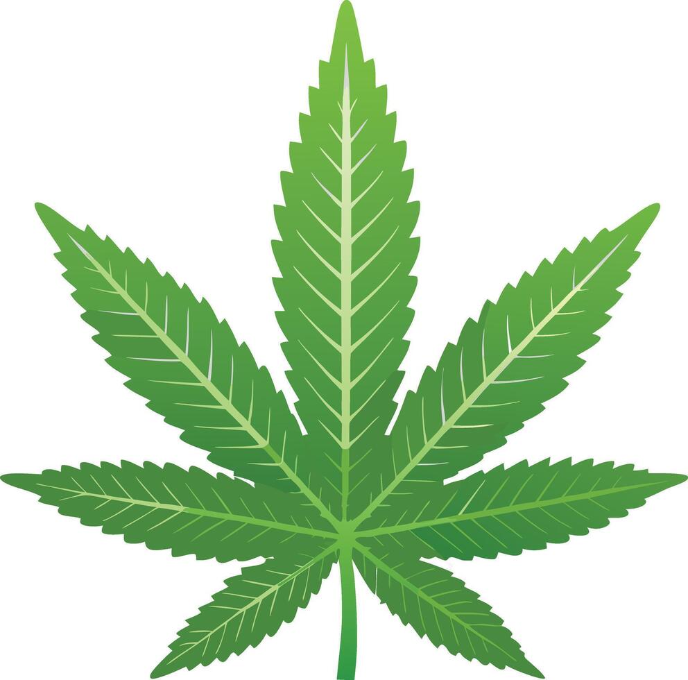 A Detailed Illustration of a Marijuana Leaf Cannabis Sativa Plant vector