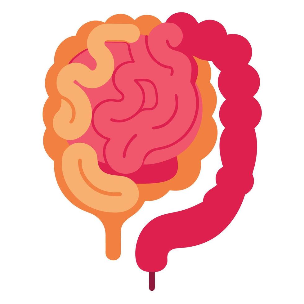Human Intestine Anatomy Medical with Colon and Small Bowel on White vector