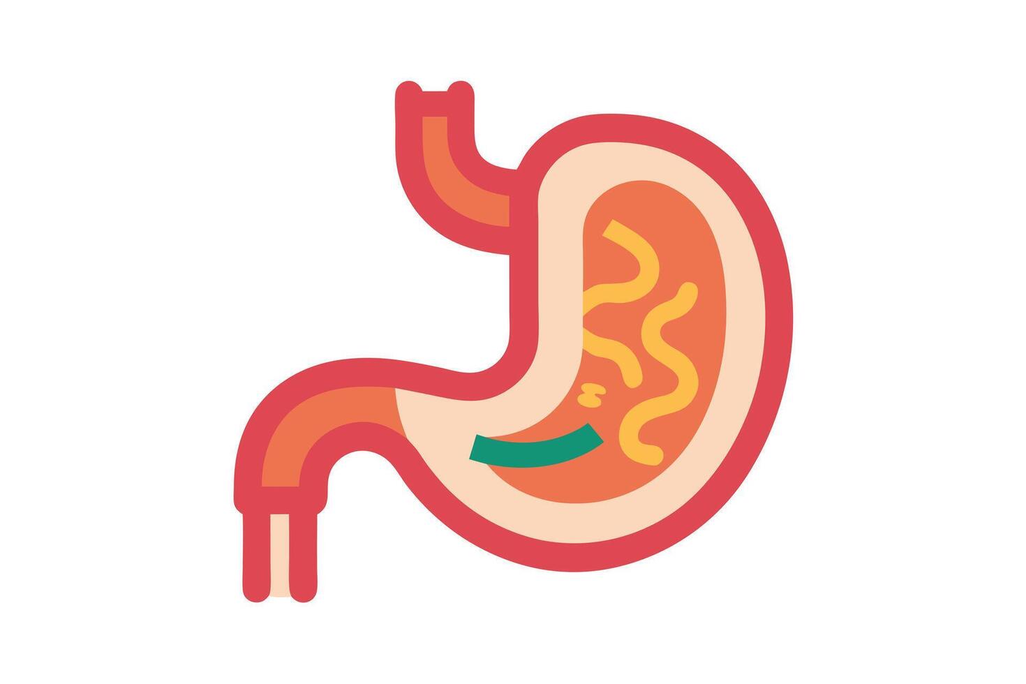 Colorful Stomach Anatomy Illustration, Medical Digestive System, Health Concept vector